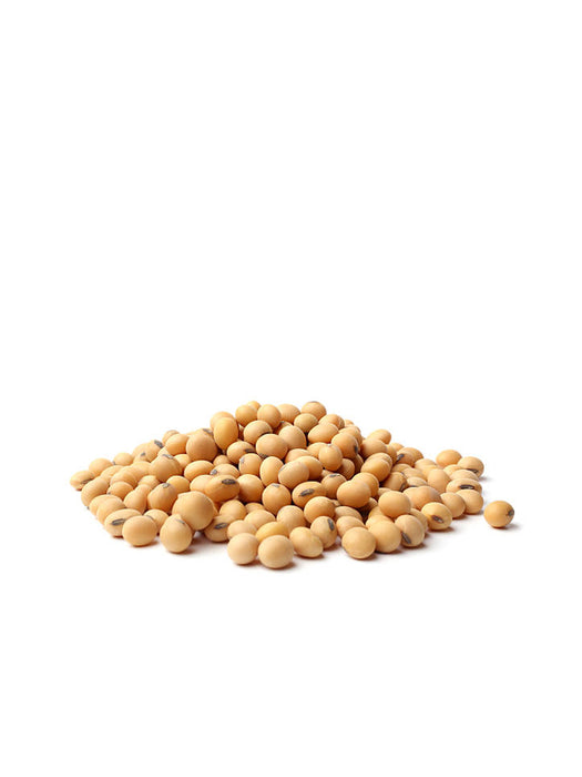Soy Bean 加拿大黃豆