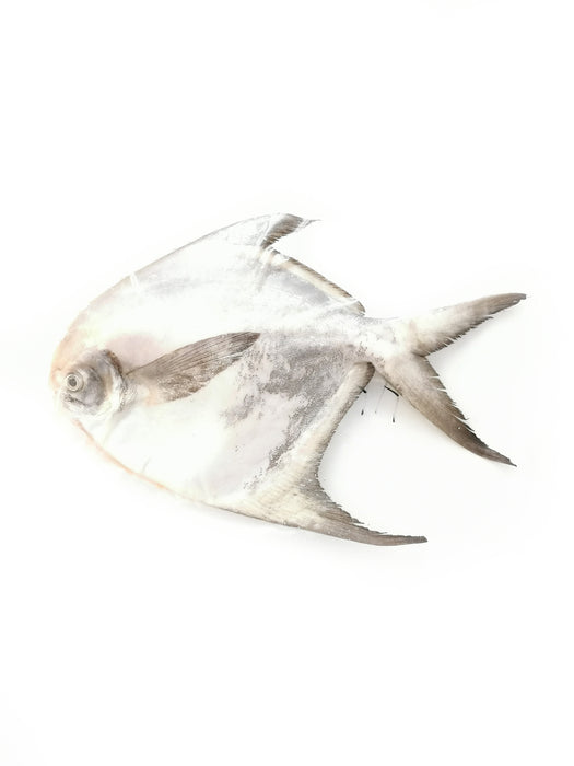 Silver Pomfret Fish 斗鯧鱼