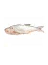 Threadfin Fish 马友鱼