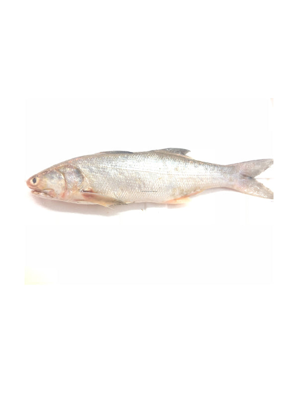 Threadfin Fish 马友鱼