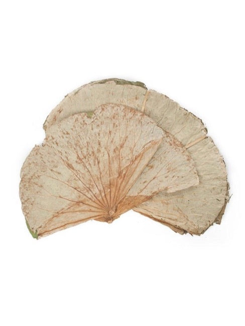 Dried Lotus Leaf