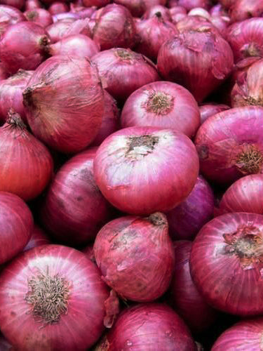 Indian Red Onion 大蔥